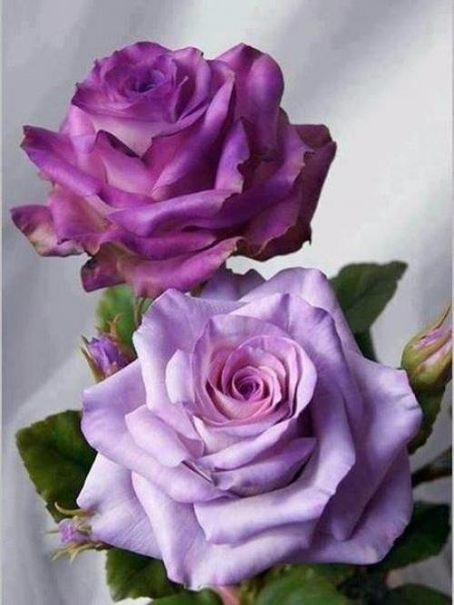 Доброе утро. Радоваться жизни - самое правильное решение, которое надо принимать несколько раз в день. 05