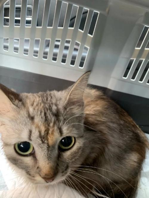 Викуся.  Виктория.  Победа. 01 Викуся.  Виктория.  Победа. 01