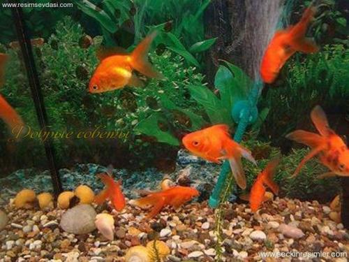 Как можно привлечь богатство и удачу по фен - ШУЙ! 02 Как можно привлечь богатство и удачу по фен - ШУЙ! 02