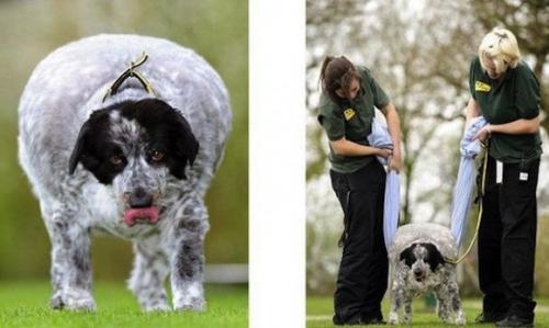 Самая толстая собака в мире. 01 Самая толстая собака в мире. 01