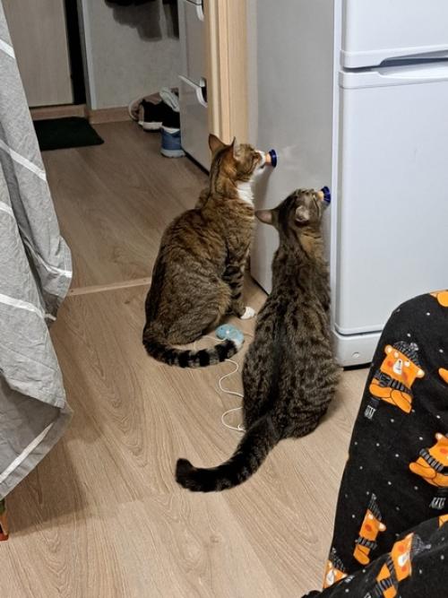 Из_нового_дома. 06 Из_нового_дома. 06