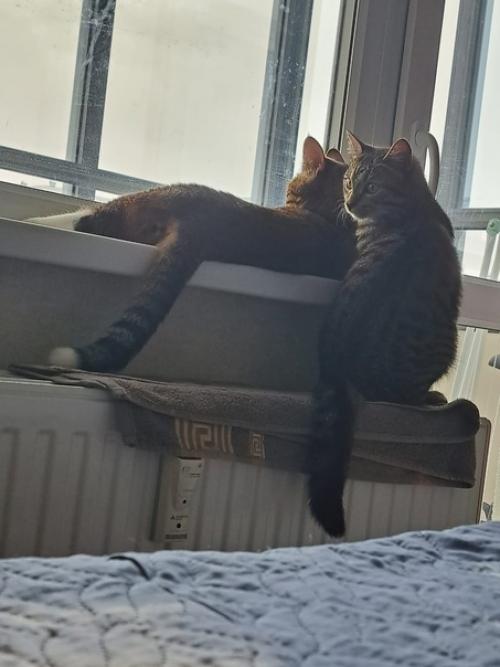 Из_нового_дома. 09 Из_нового_дома. 09