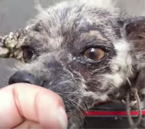 Счастье - под ногами …. 03 Счастье - под ногами …. 03