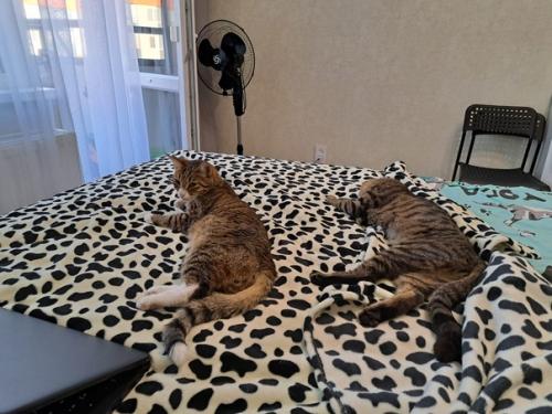 Из_нового_дома. 08 Из_нового_дома. 08