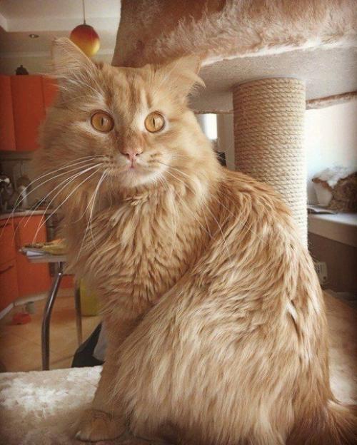 Спасённая жизнь. Мы с будущей супругой летним вечером ехали в магазин за стройматериалами. 03 Спасённая жизнь. Мы с будущей супругой летним вечером ехали в магазин за стройматериалами. 03