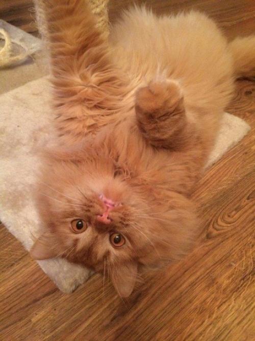 Спасённая жизнь. Мы с будущей супругой летним вечером ехали в магазин за стройматериалами. 05 Спасённая жизнь. Мы с будущей супругой летним вечером ехали в магазин за стройматериалами. 05