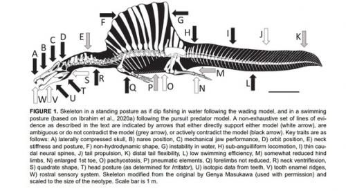 Откуда взялась адская цапля? 01