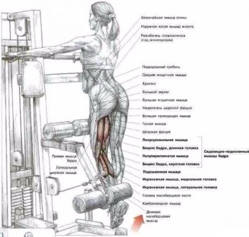 Самые эффективные упражнения для мышц ног. 05