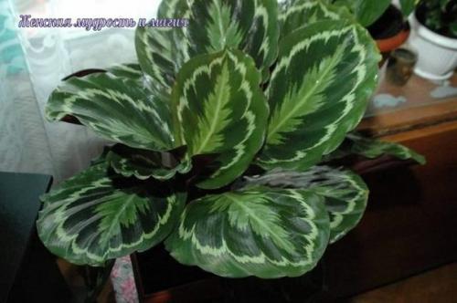 Все это хотят. 03 Все это хотят. 03