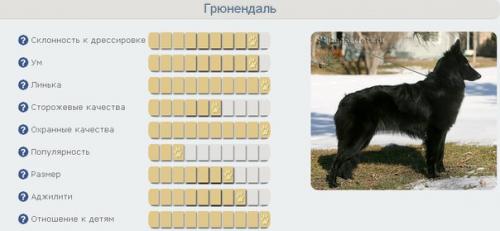 Бельгийская овчарка.  Бельгийская овчарка имеет 4 разновидности. 01 Бельгийская овчарка.  Бельгийская овчарка имеет 4 разновидности. 01