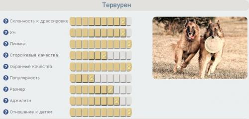 Бельгийская овчарка.  Бельгийская овчарка имеет 4 разновидности. 02 Бельгийская овчарка.  Бельгийская овчарка имеет 4 разновидности. 02