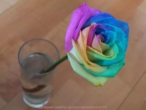 Секрет разноцветных роз. 04