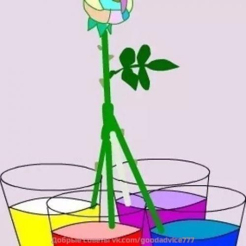 Секрет разноцветных роз. 03