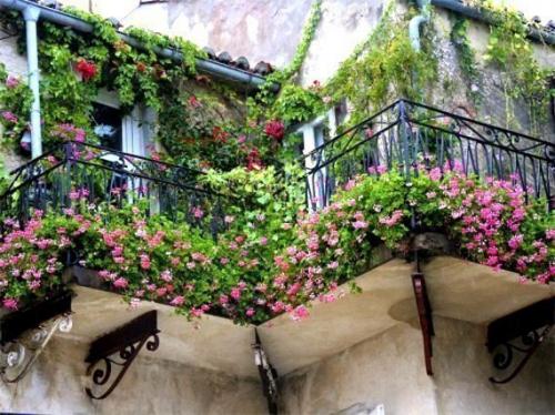 Секреты роскошного цветника в КВАРТИРЕ. 04 Секреты роскошного цветника в КВАРТИРЕ. 04