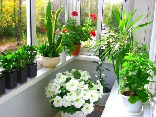 Секреты роскошного цветника в КВАРТИРЕ. 01 Секреты роскошного цветника в КВАРТИРЕ. 01