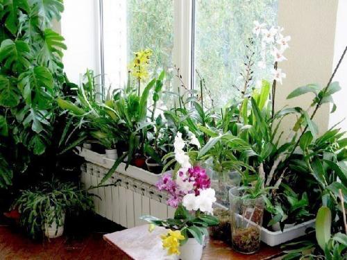 Секреты роскошного цветника в КВАРТИРЕ. 05 Секреты роскошного цветника в КВАРТИРЕ. 05