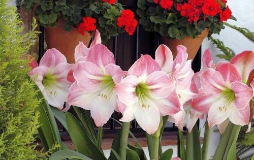 ? 5. Законов выращивания гиппеаструмов? 01