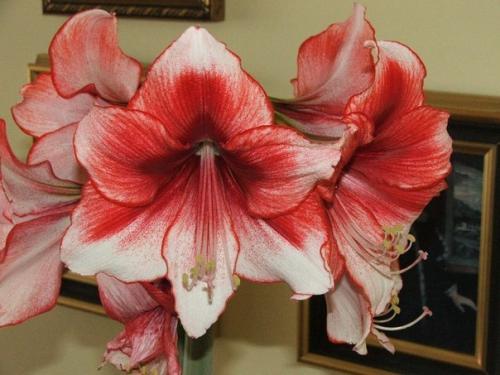 ? 5. Законов выращивания гиппеаструмов? 06