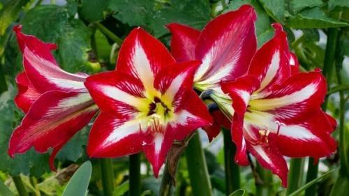 ? 5. Законов выращивания гиппеаструмов? 07