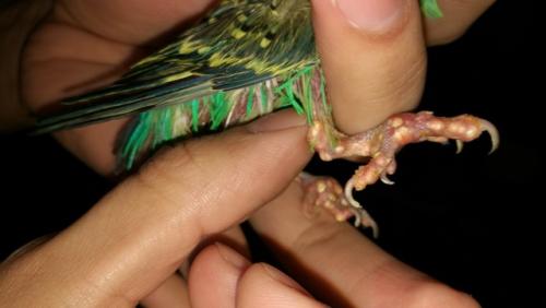 При подагре обязательные продукты. 01