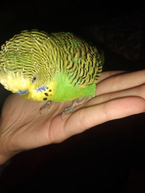 При подагре обязательные продукты. 02