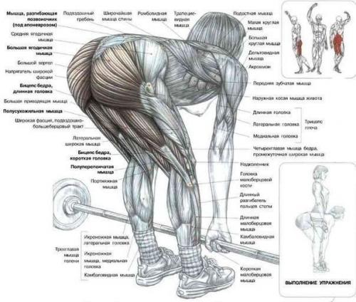 Как правильно приседать! 03 Как правильно приседать! 03