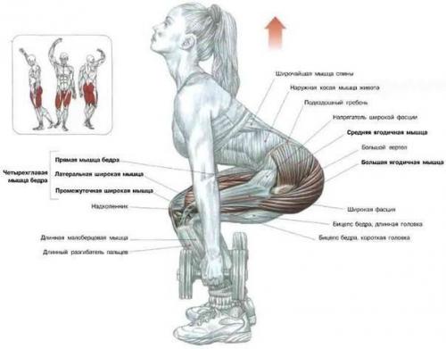 Как правильно приседать! 02 Как правильно приседать! 02
