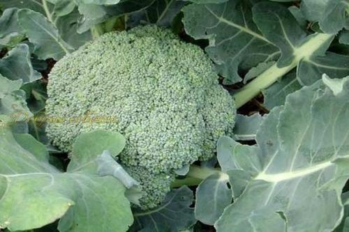 Как вырастить капусту брокколи. 02 Как вырастить капусту брокколи. 02