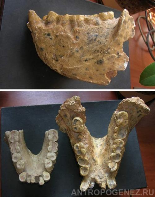 Карликовые гиганты?  Новая сенсация с острова Флорес. 01