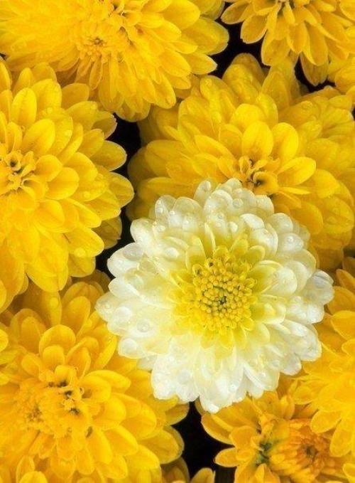 Доброе утро. Каждый день судьба сказку готовит. 03