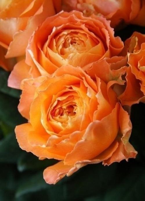 Рецепт на каждый день. 05