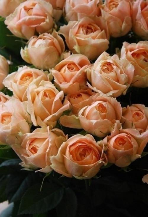 Рецепт на каждый день. 03