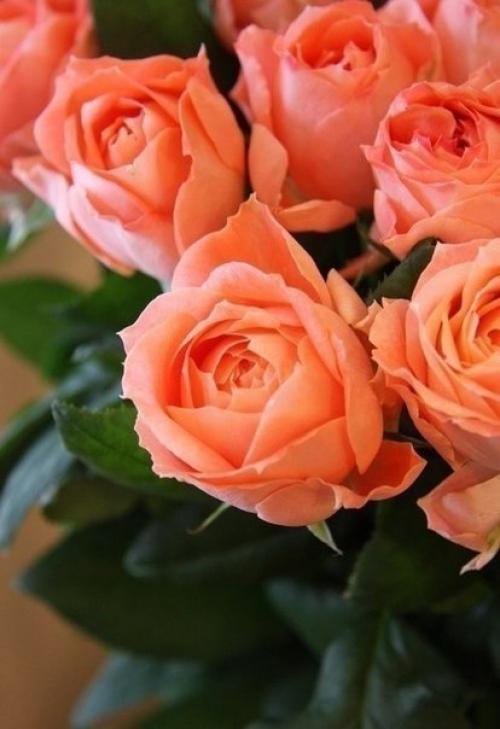 Рецепт на каждый день. 04