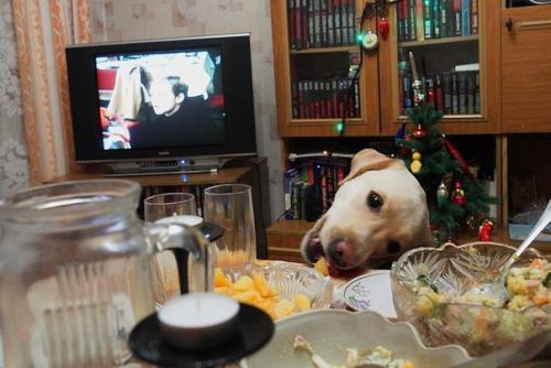 У многих есть домашние животные которые тоже ждут новый год, ну или когда все уйдут смотреть салют. 01