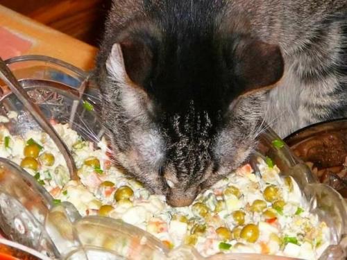 У многих есть домашние животные которые тоже ждут новый год, ну или когда все уйдут смотреть салют. 02