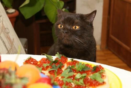 У многих есть домашние животные которые тоже ждут новый год, ну или когда все уйдут смотреть салют. 03