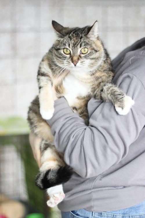 Ищете домашнюю принцессу? 02 Ищете домашнюю принцессу? 02