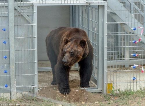 После 17 лет в клетке этот медведь впервые ходит по земле, купается в пруду и валяется на траве. 02