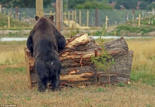 После 17 лет в клетке этот медведь впервые ходит по земле, купается в пруду и валяется на траве. 05