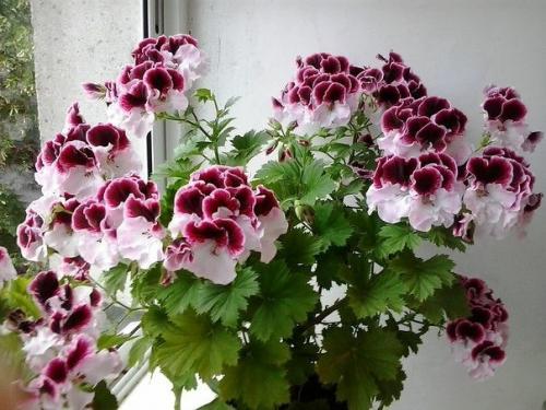 Хотите роскошный цветник в КВАРТИРЕ? 04