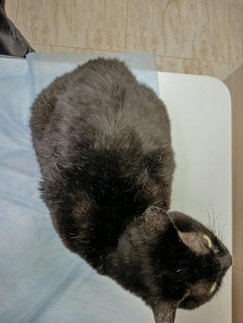 Владельцы котика марса обратились на прием в клинику ситивет на Зины Портновой с жалобами на сильный зуд: питомец активно чесался и вылизывался. 03 Владельцы котика марса обратились на прием в клинику ситивет на Зины Портновой с жалобами на сильный зуд: питомец активно чесался и вылизывался. 03