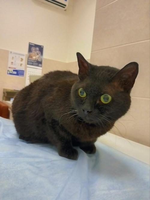 Владельцы котика марса обратились на прием в клинику ситивет на Зины Портновой с жалобами на сильный зуд: питомец активно чесался и вылизывался. 02 Владельцы котика марса обратились на прием в клинику ситивет на Зины Портновой с жалобами на сильный зуд: питомец активно чесался и вылизывался. 02