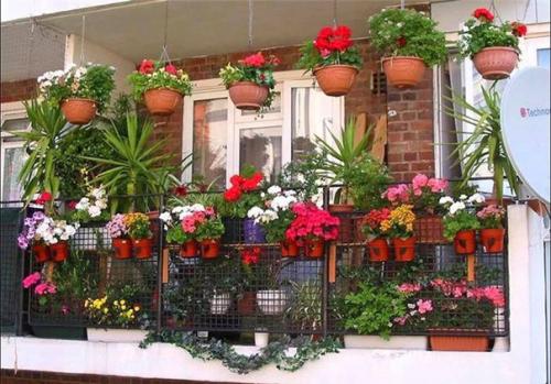 Хотите роскошный цветник в КВАРТИРЕ? 03