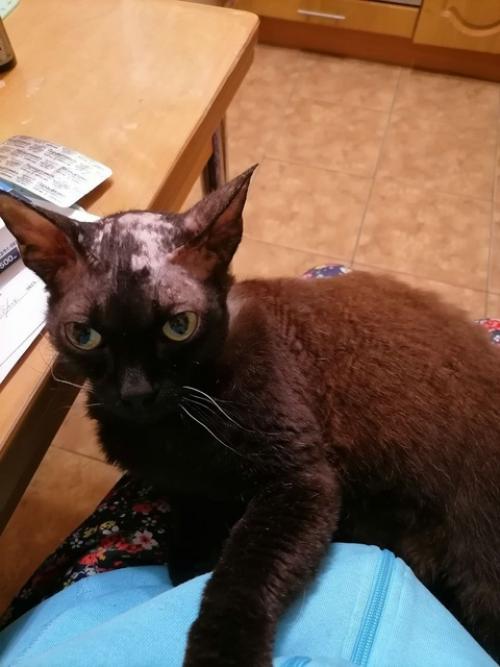 Владельцы котика марса обратились на прием в клинику ситивет на Зины Портновой с жалобами на сильный зуд: питомец активно чесался и вылизывался. 01 Владельцы котика марса обратились на прием в клинику ситивет на Зины Портновой с жалобами на сильный зуд: питомец активно чесался и вылизывался. 01