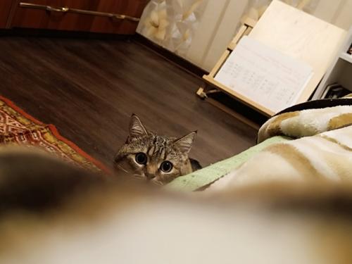 Осенние будни.  Пошла четвёртая неделя осени, и я начала замерзать и залезать под тонну пледов. 01