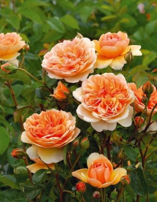 Как приготовить картофель по-деревенски. 04 Как приготовить картофель по-деревенски. 04