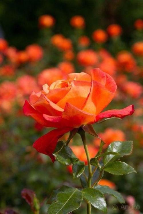 Как приготовить картофель по-деревенски. 02 Как приготовить картофель по-деревенски. 02