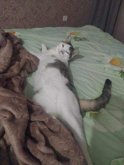 Это марси. Она же маси, марсюха, кошка, дубина, говновоз, бусинка и самая лучшая булочка, девочка, принцесса. 08 Это марси. Она же маси, марсюха, кошка, дубина, говновоз, бусинка и самая лучшая булочка, девочка, принцесса. 08