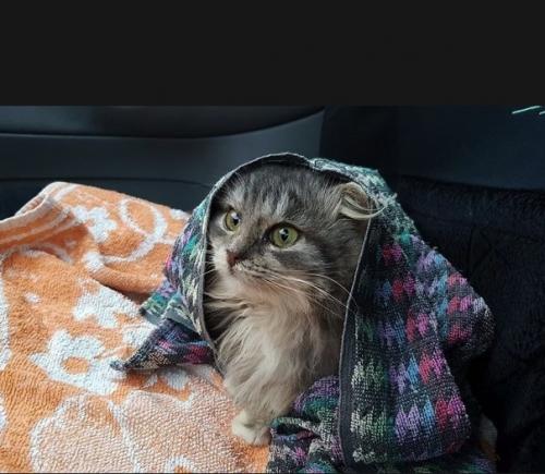 Мужчина просто проезжал мимо, и спас маленькую замерзавшую кошечку! 04