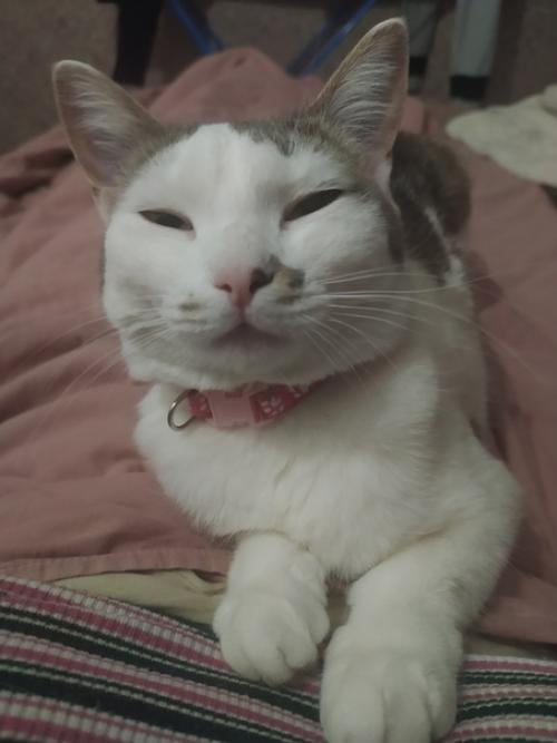 Это марси. Она же маси, марсюха, кошка, дубина, говновоз, бусинка и самая лучшая булочка, девочка, принцесса. 02 Это марси. Она же маси, марсюха, кошка, дубина, говновоз, бусинка и самая лучшая булочка, девочка, принцесса. 02